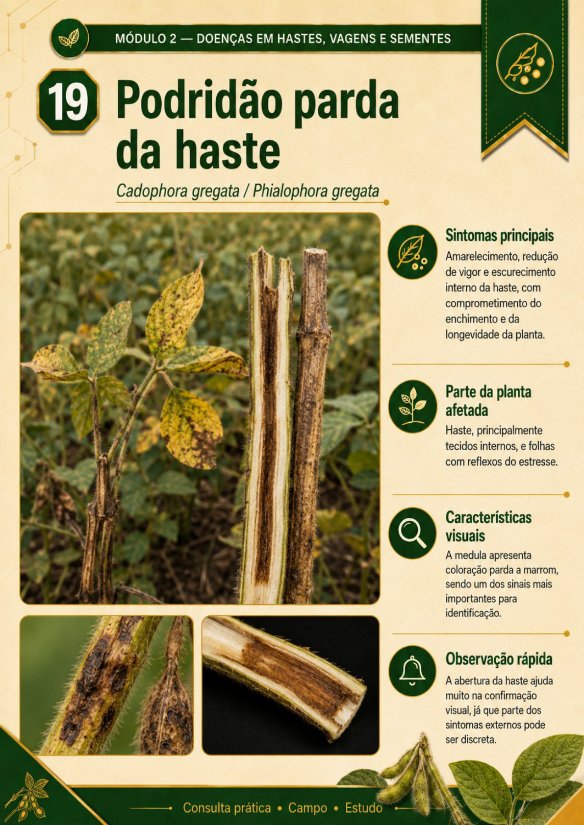 Página