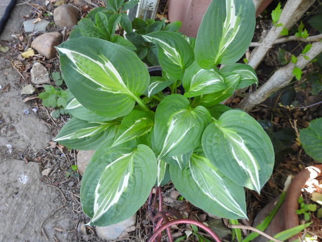 Hosta.jpg
