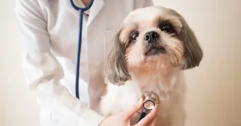 Do Grain-Free Diets Harm Dog Hearts?
