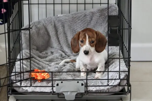 Crate Training Mistakes Dog Owners Make