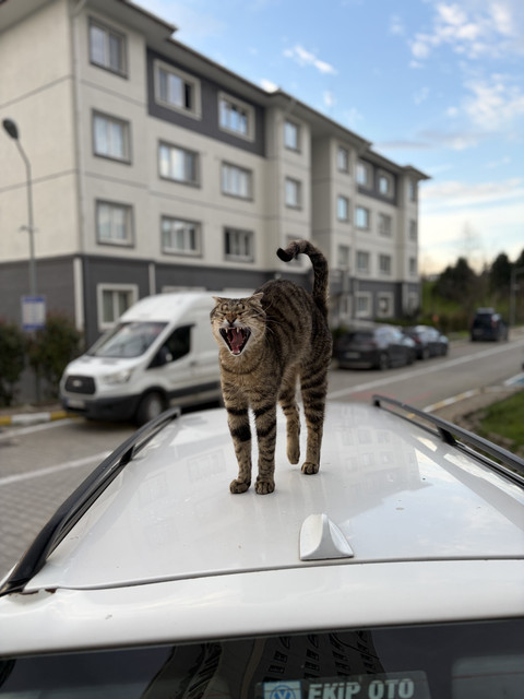 heavy86 fotoğrafı
