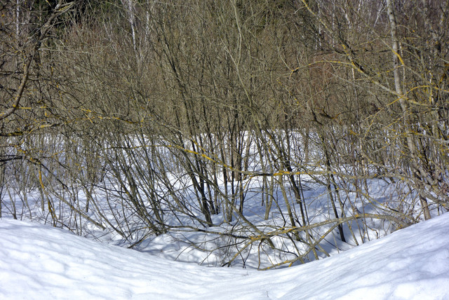 DSC0132 2.jpg