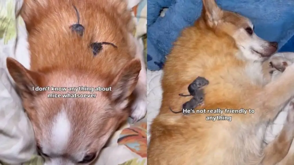 Senior Dog's Unexpected Gentle Side Emerges with Baby Mice