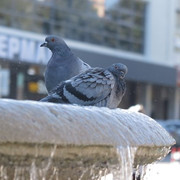 IMG_9186
