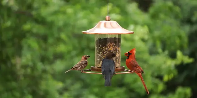 Safe Bird Feeding: A Simple Rule to Follow