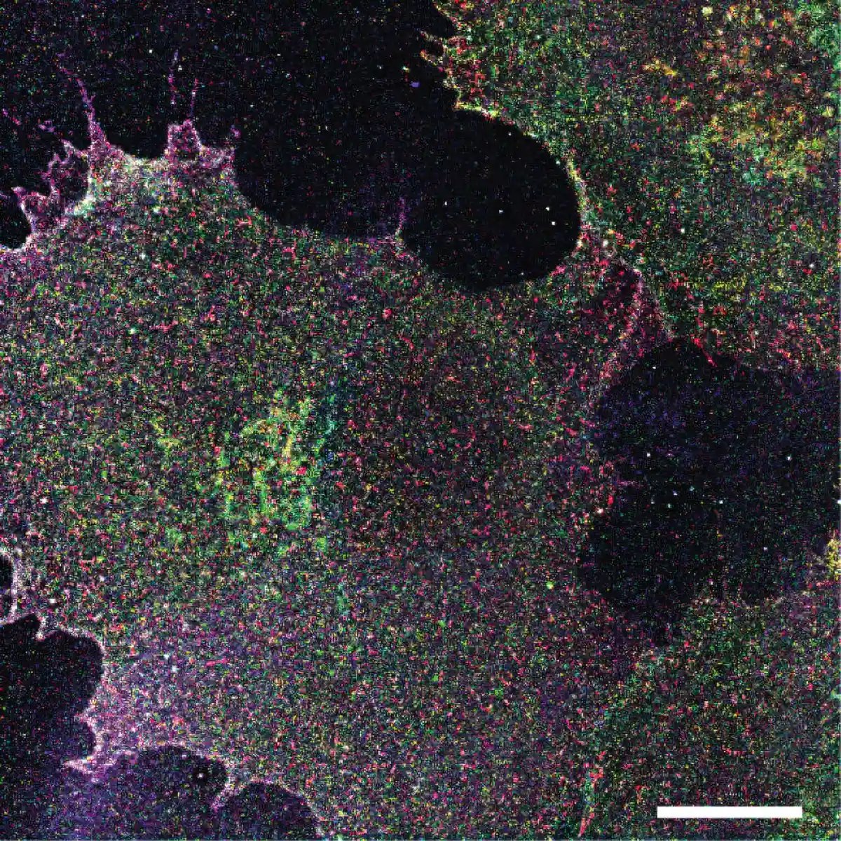 New Techniques for Mapping Cell Sugars Uncover Disease States and Immune Responses