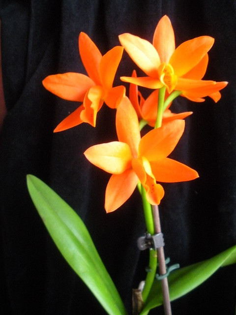 cattleya-hybr