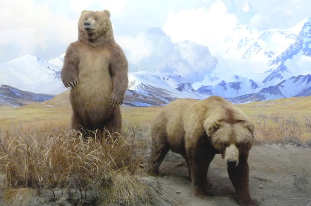 Brown Bear.jpg