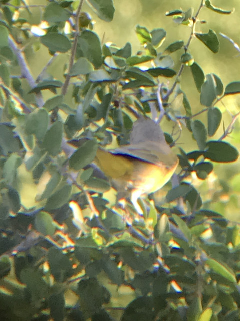 Warbler1