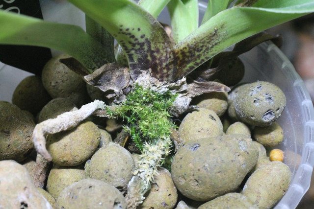 Paph
