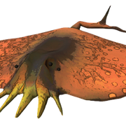 Mud-Catfish