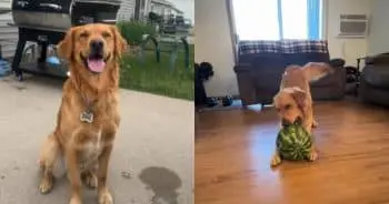 Golden Retriever's Hilarious Reaction to Watermelons
