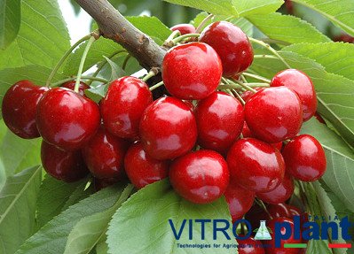 Royal Helen cherry