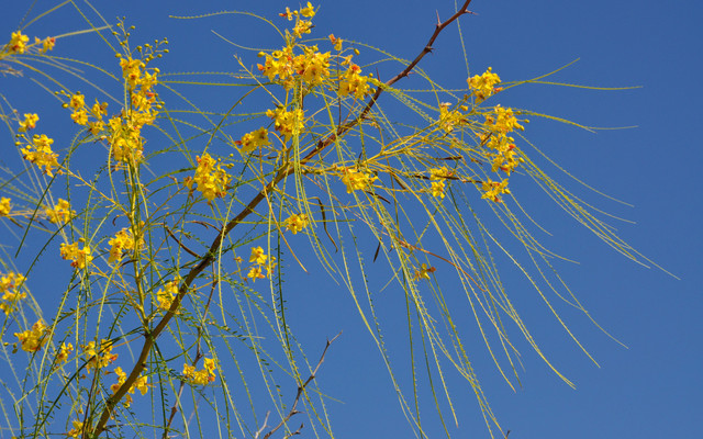 spring-081