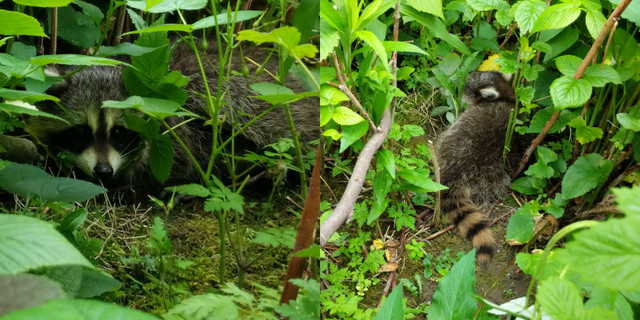 interloper