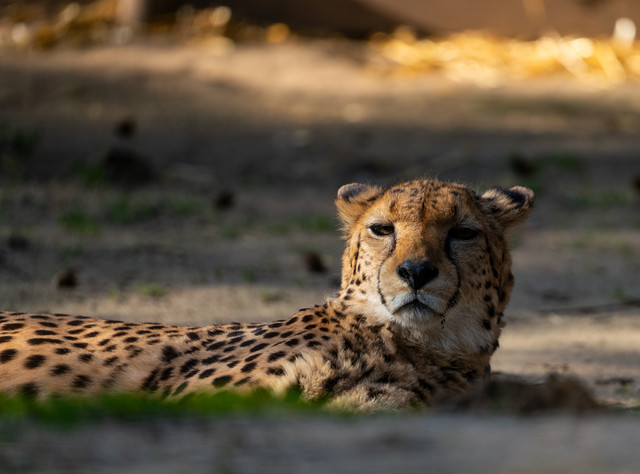 Gepard2.jpg