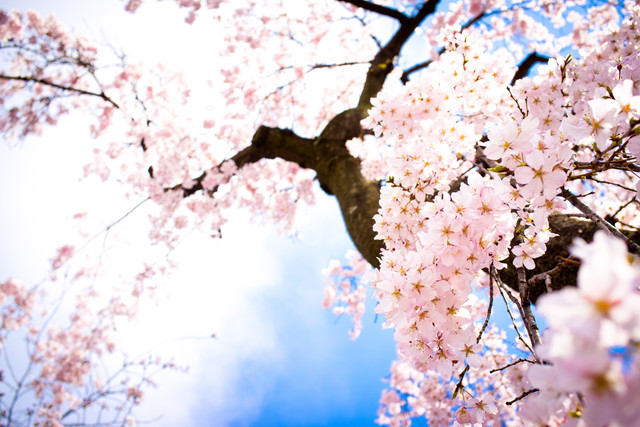 spring-021