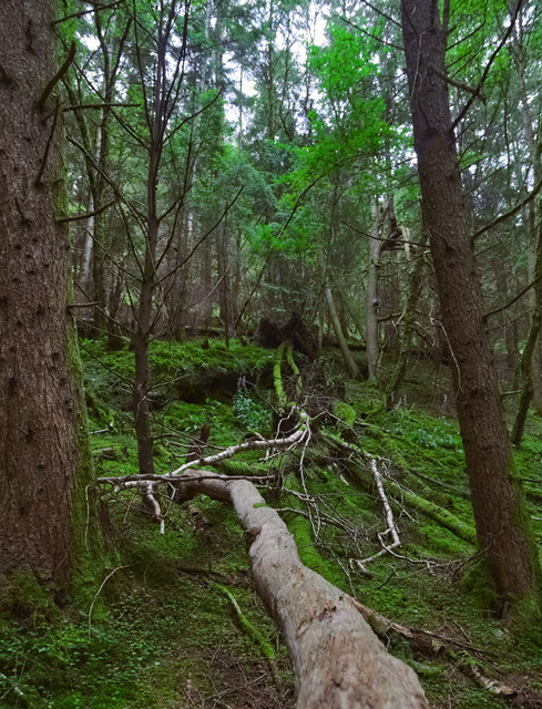 IMGP3683.jpg