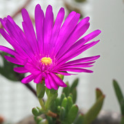 IMG-7429