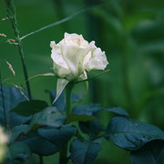 MG-65501