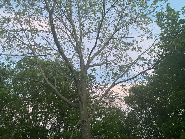 IMG 0372.jpg