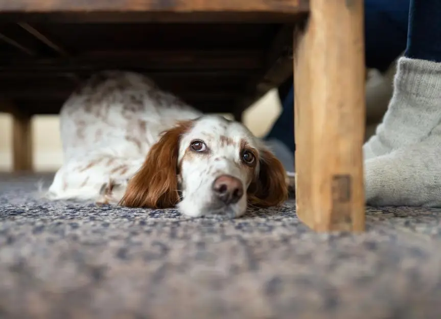 Calming Dogs During Fireworks Displays