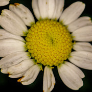 MG 2771