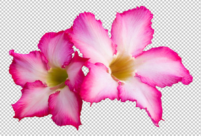 adenium.jpg