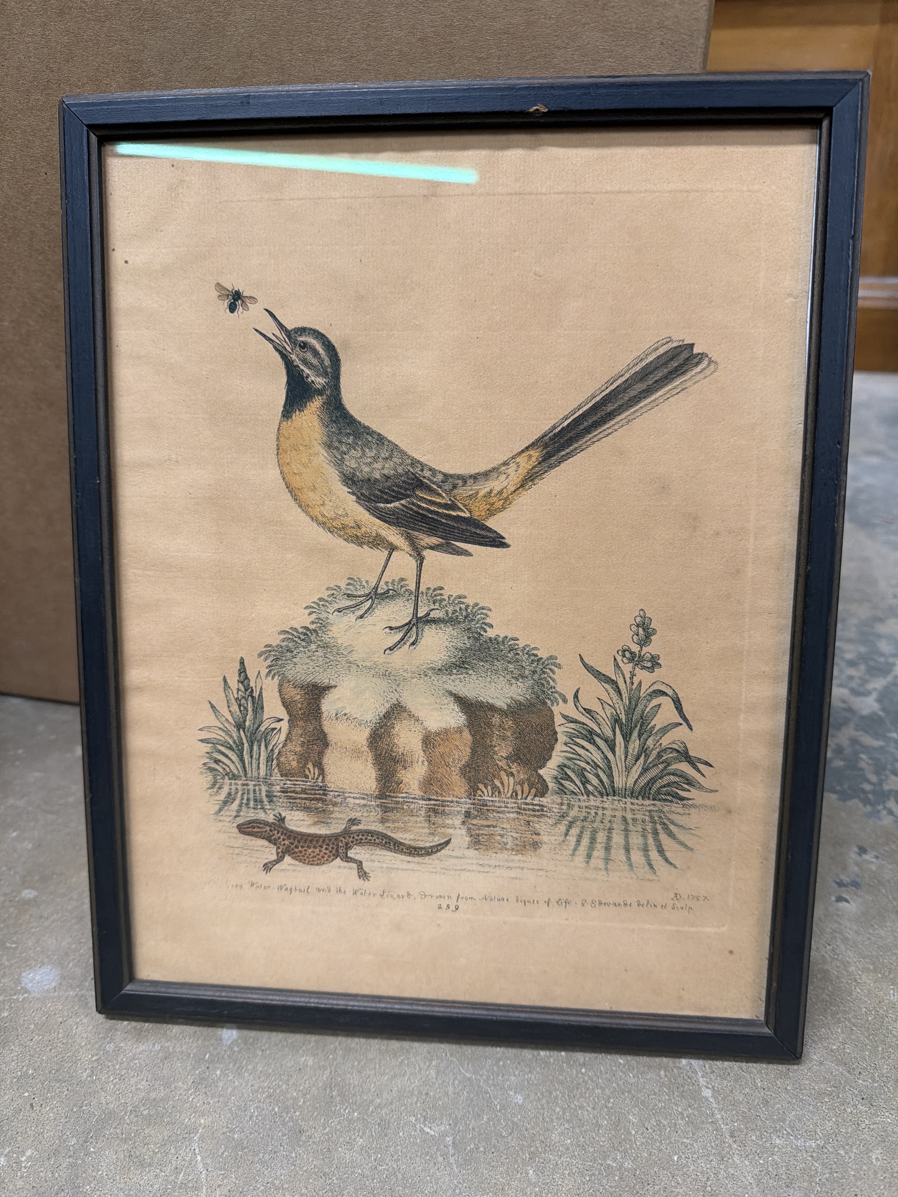 Bird Bee and Lizard Drawing Art