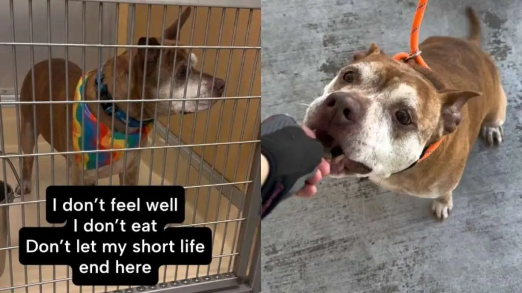 Elderly Shelter Dog Awaits Forever Home