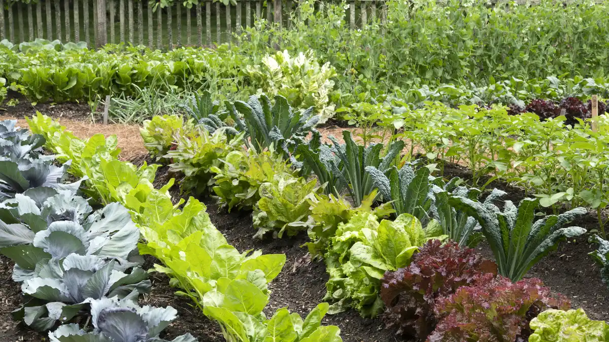Legume de toamnă: ce să plantezi în iulie pentru o recoltă bogată