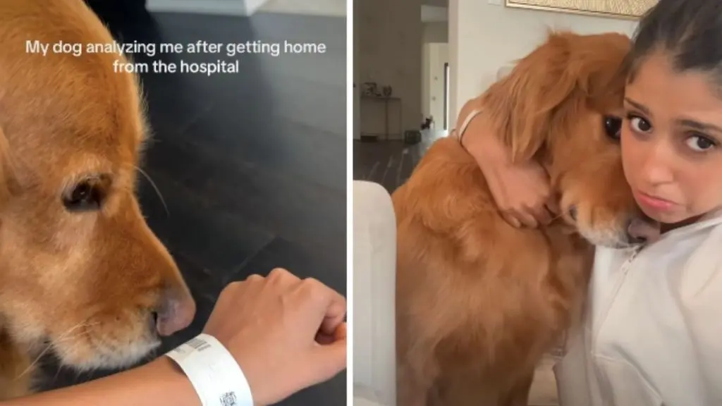 Golden Retriever's Unexpected Display of Affection