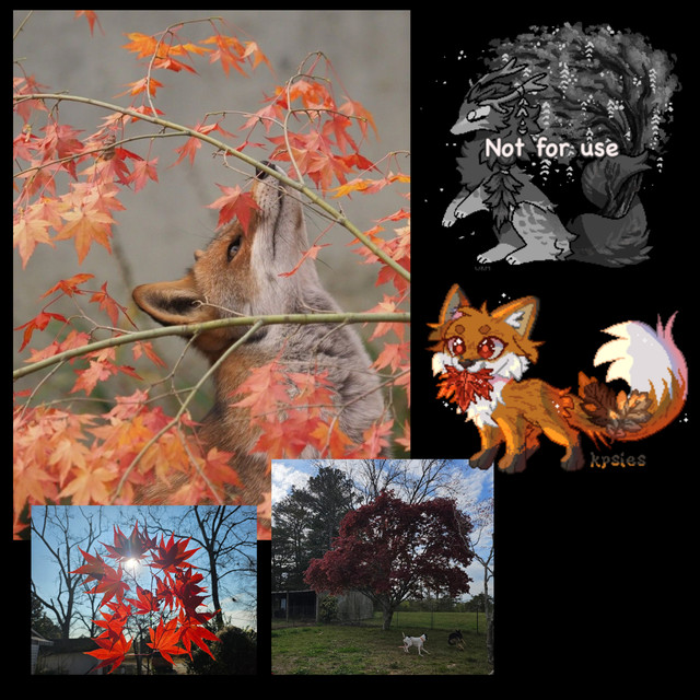 mapleguardian.jpg