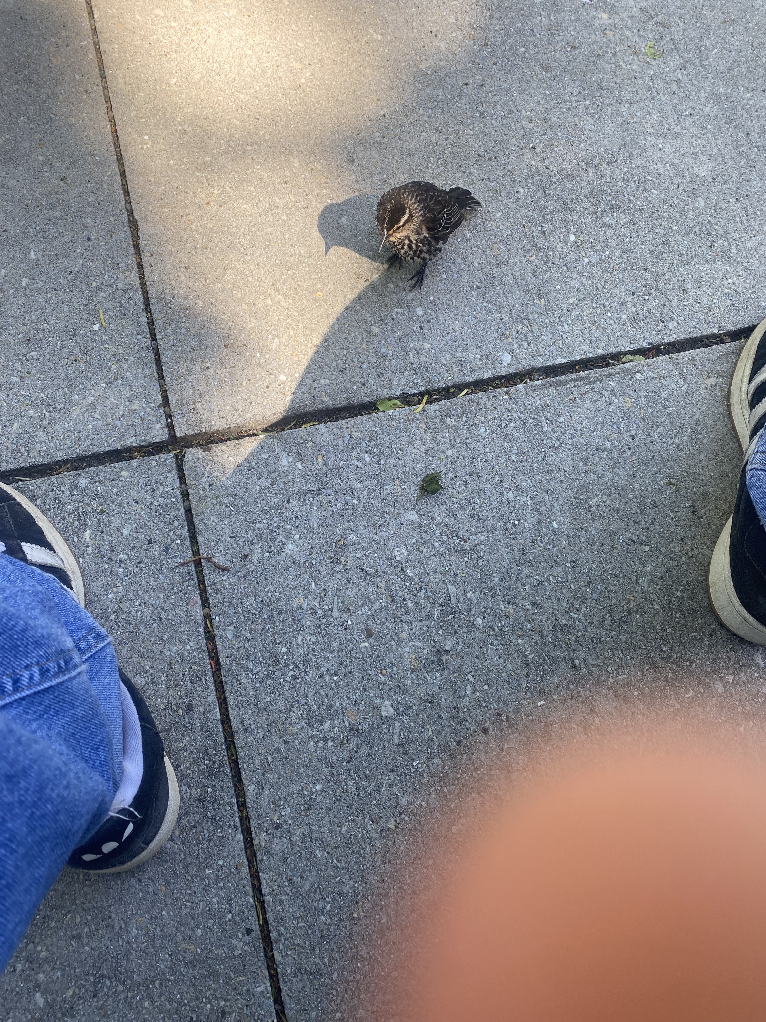 Recent bird photo