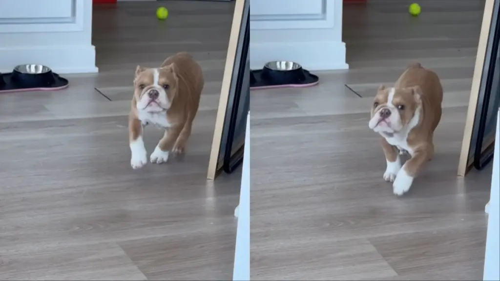 Puppy’s First Fetch: A Learning Curve