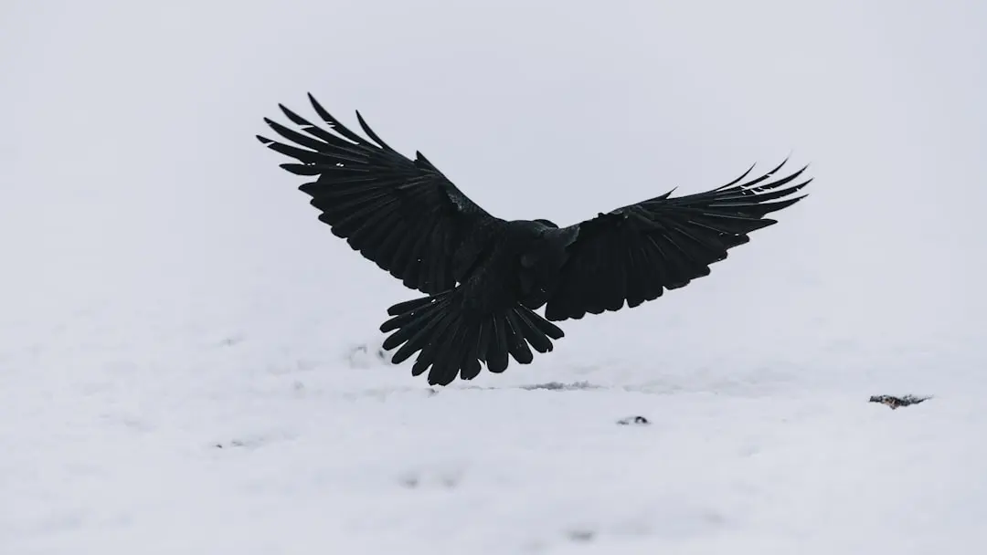 Crow Watches Out for Boy on Daily Walk Home
