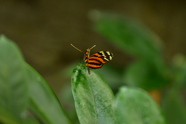 Orange-and-black butterfly, tentatively identified as Melinaea ethra