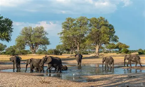 Elephants in Hwange National Park