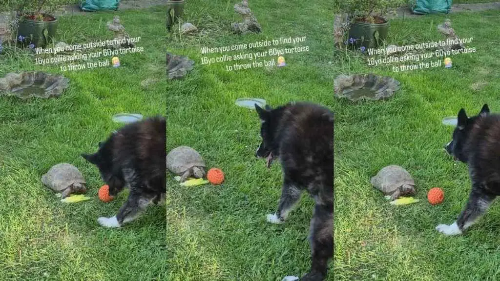 Senior Dog Attempts to Engage Tortoise in Playtime Fun