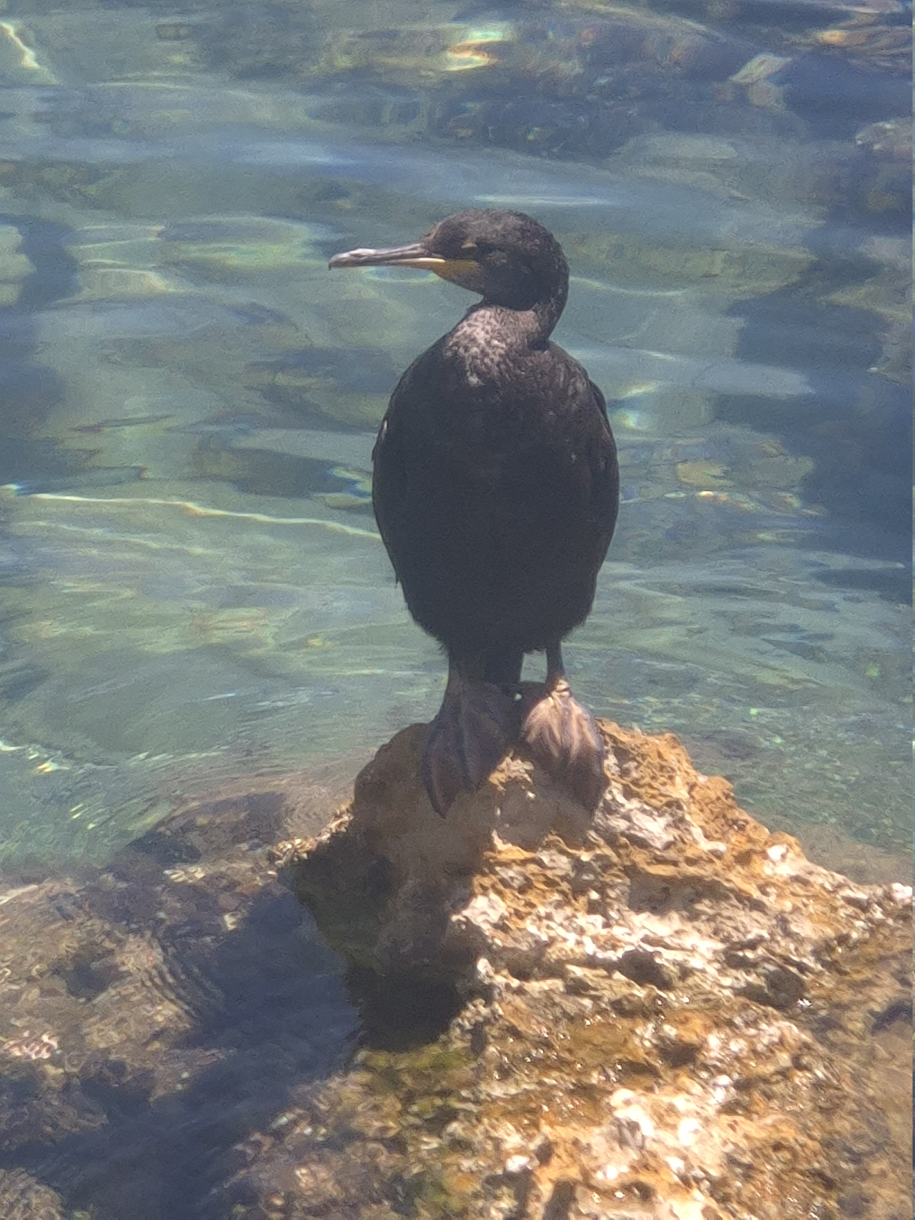 最近识别的鸟类图片