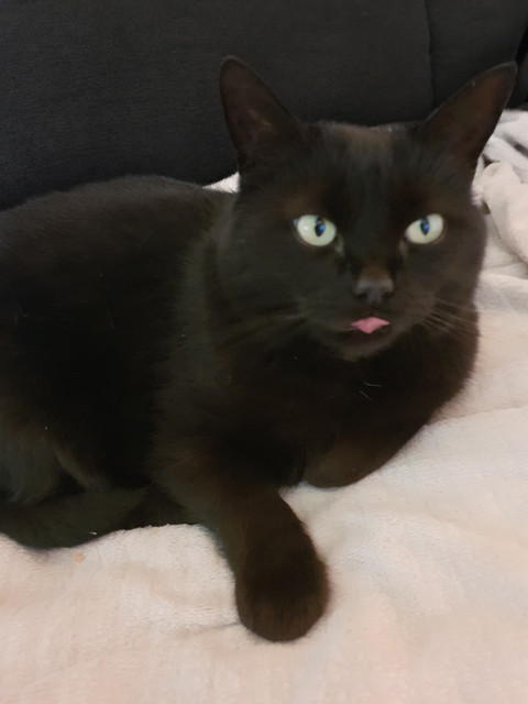 Zestyclose Fly1559 1.jpg