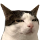 https://i.ibb.co/HDxbnbCn/27.png