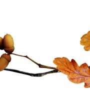 Leaves-Acorns1
