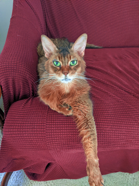 cat.png