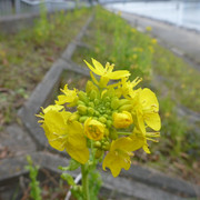 P1130660