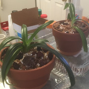 kovachii-repot