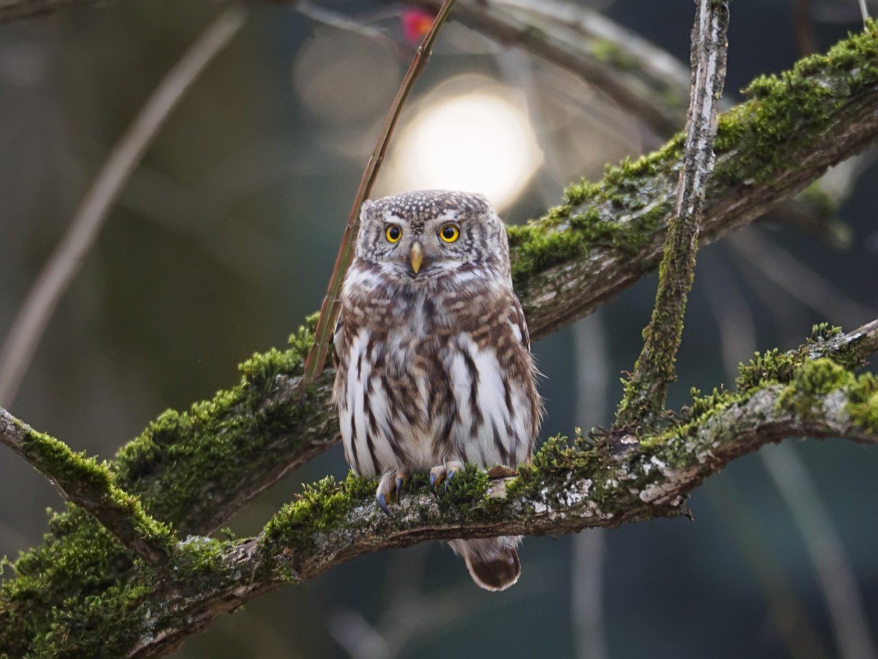сыч. кроличий сыч недовольный. фк сыч. домовый сыч. песчаный сыч.