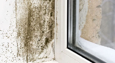 Mold-Removal-In-Toronto