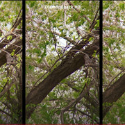 vortex comparison 3