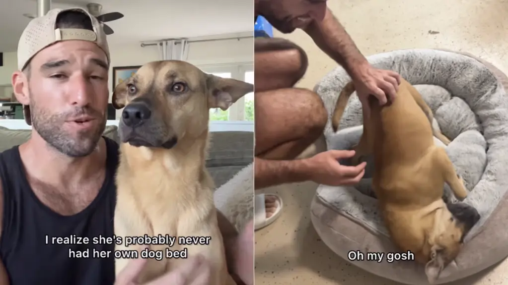 Rescue Dog's First Bed Brings Joy